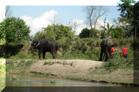 Elephants, Chitwan